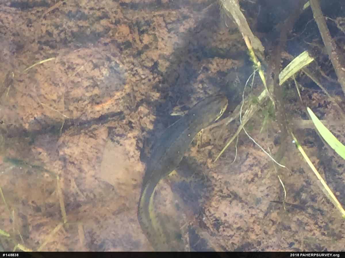Red-spotted Newt