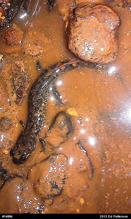 Seal Salamander