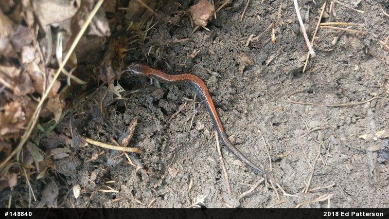 Eastern Red-backed  Salamander