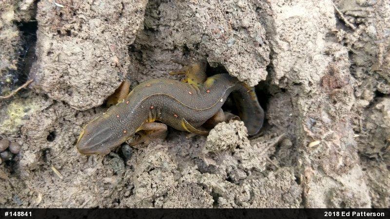 Red-spotted Newt
