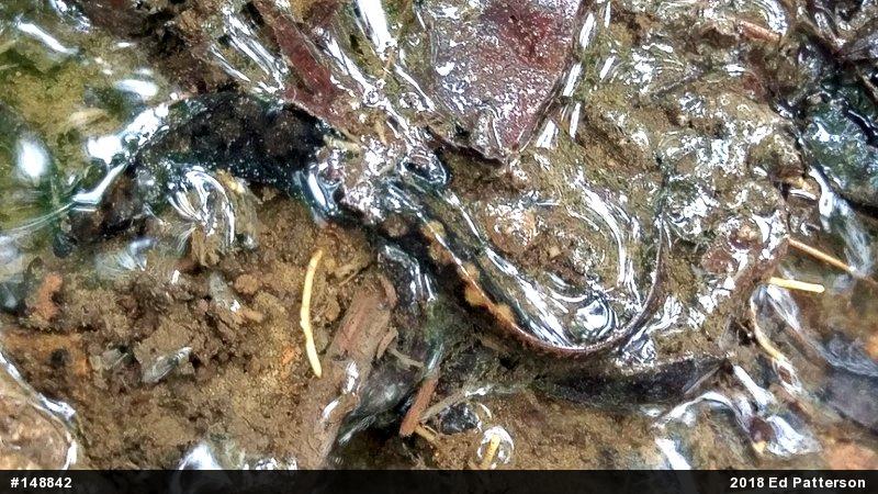 Seal Salamander