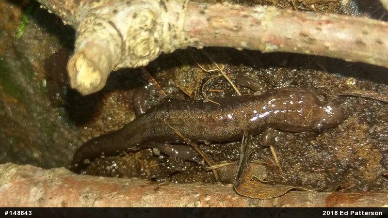 Allegheny Mountain Dusky Salamander