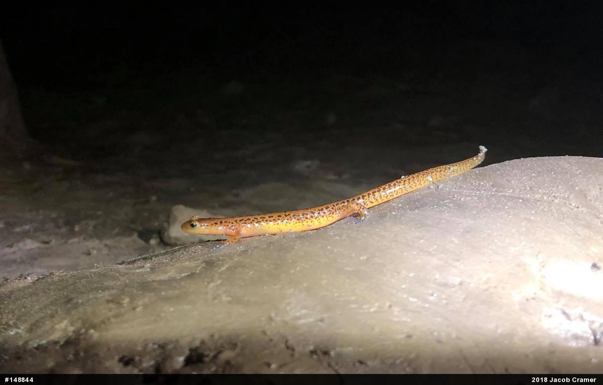 Eastern Long-tailed Salamander