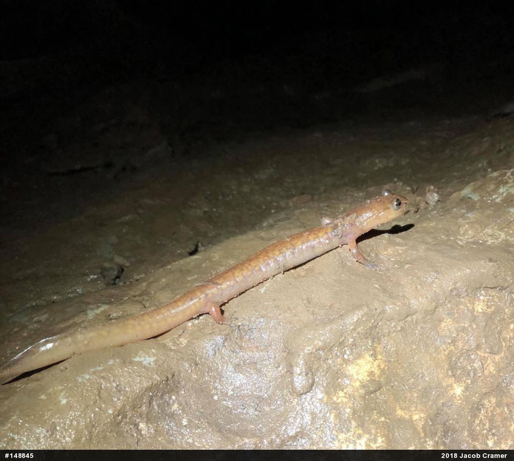 Northern Spring Salamander