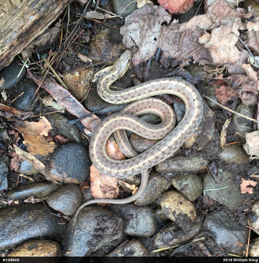 Eastern Gartersnake