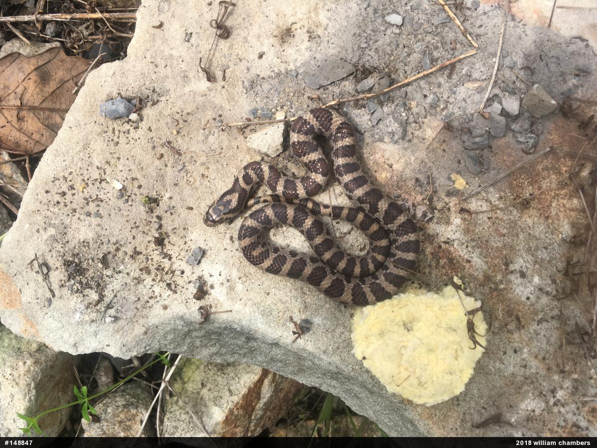 Eastern Milksnake
