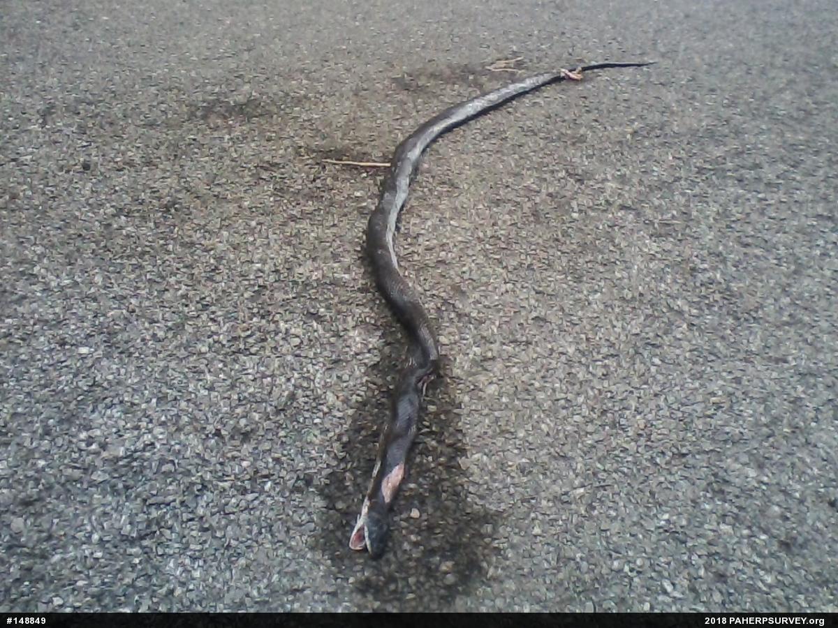 Eastern Ratsnake