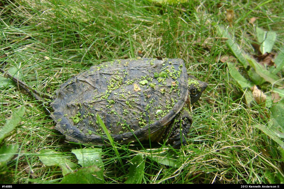 Snapping Turtle
