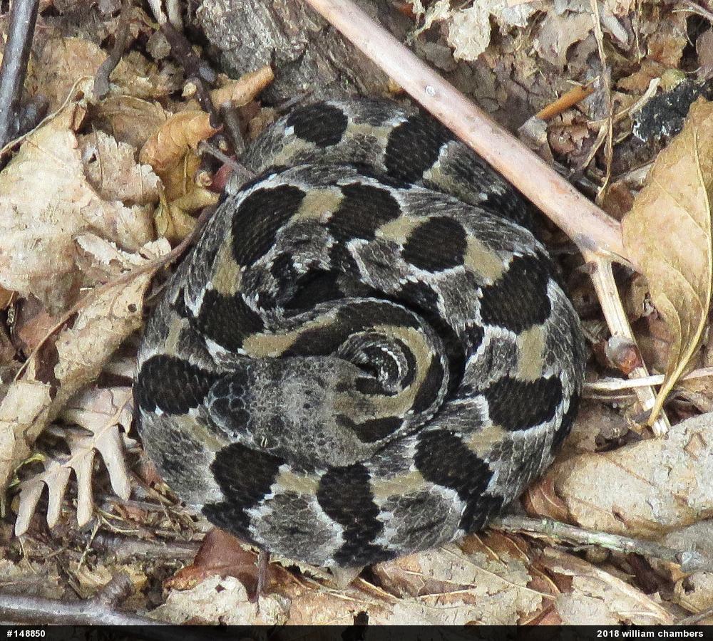 Timber Rattlesnake