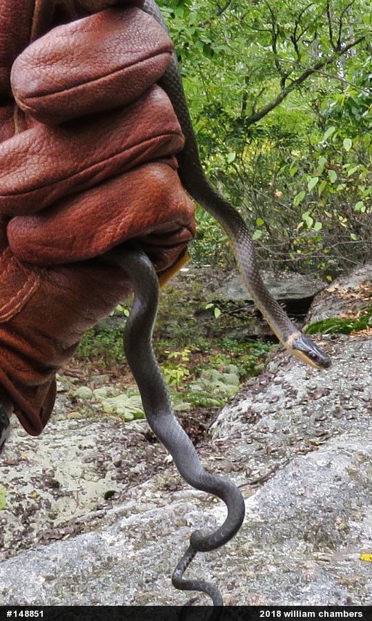 Northern Ring-necked Snake
