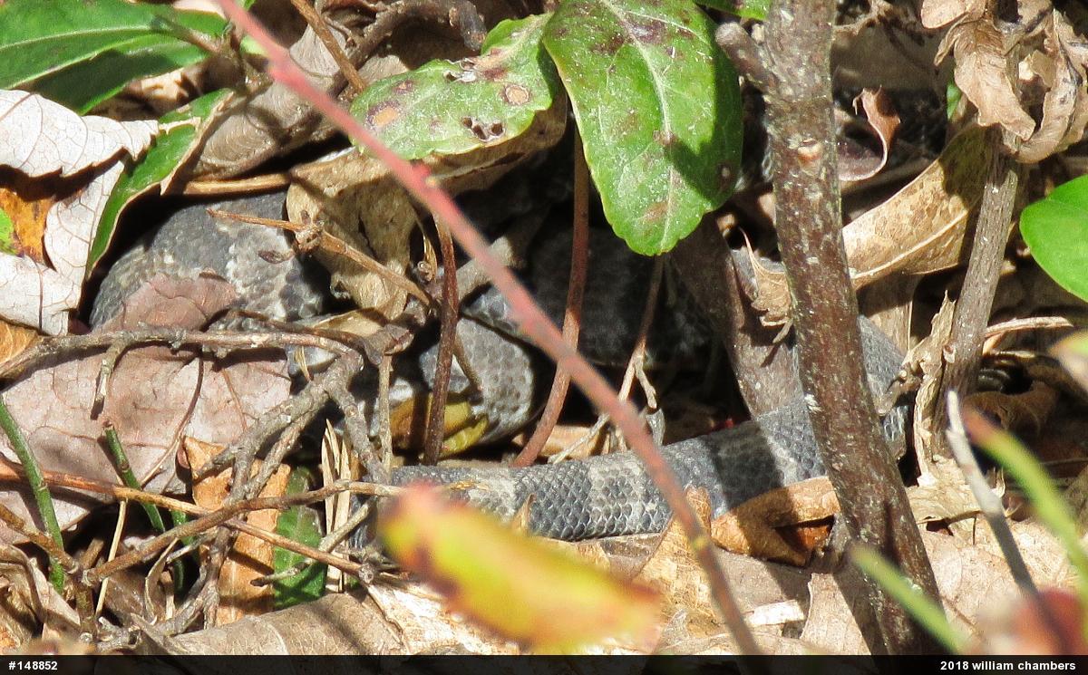 Timber Rattlesnake