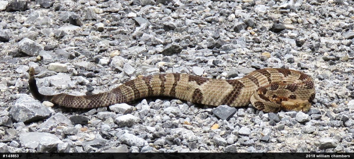 Timber Rattlesnake
