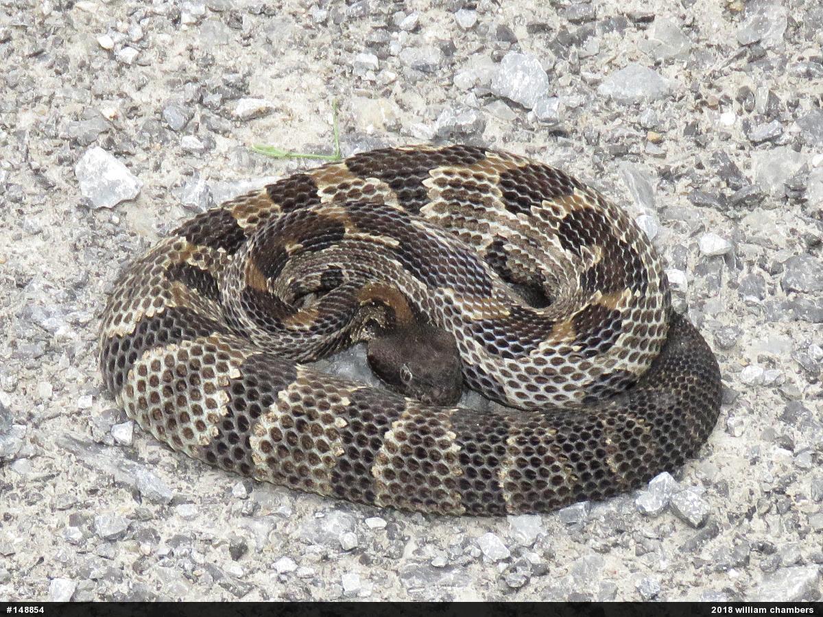 Timber Rattlesnake