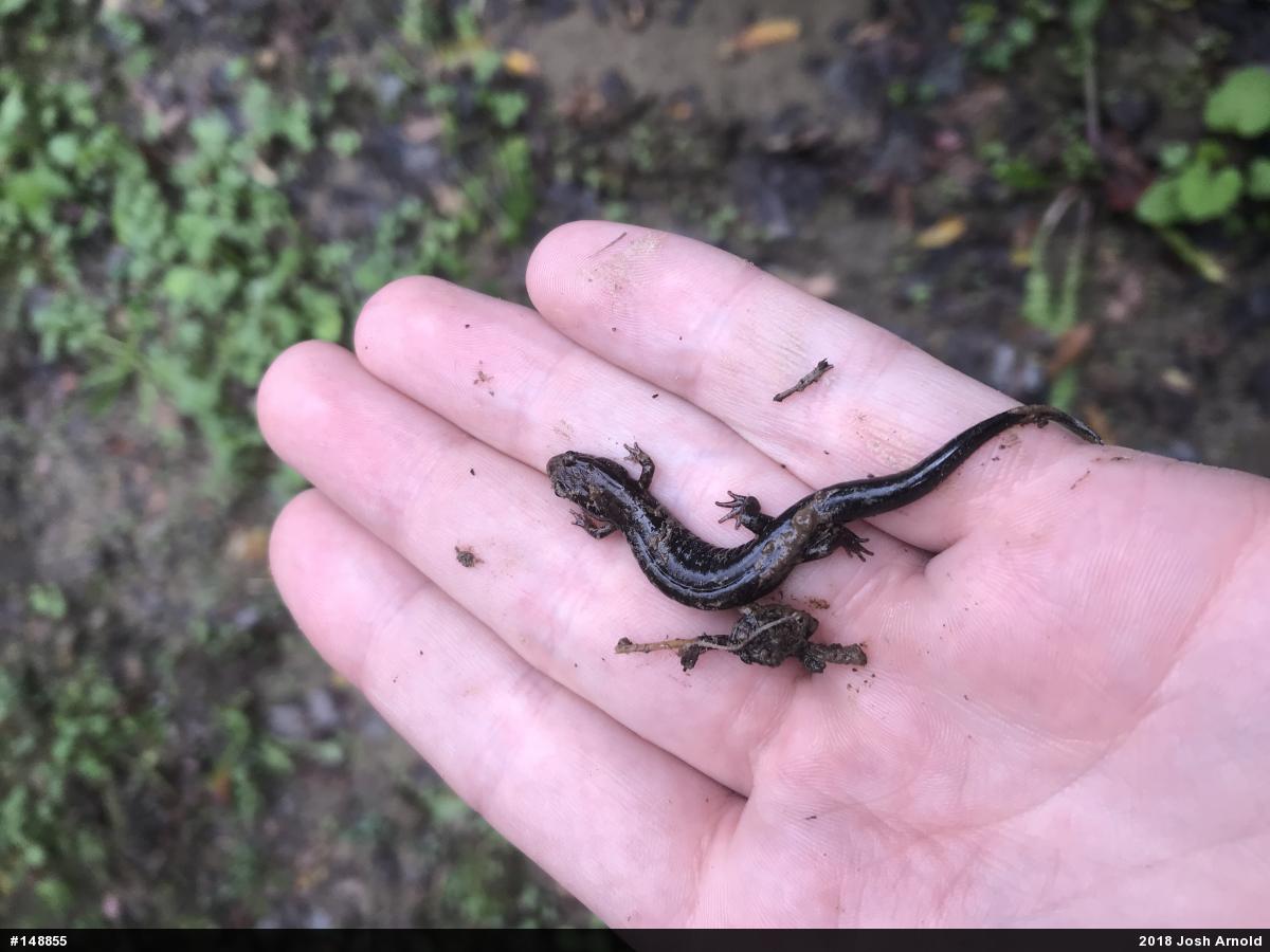Allegheny Mountain Dusky Salamander