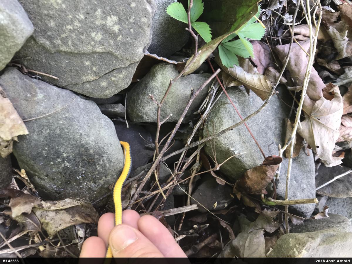 Northern Ring-necked Snake
