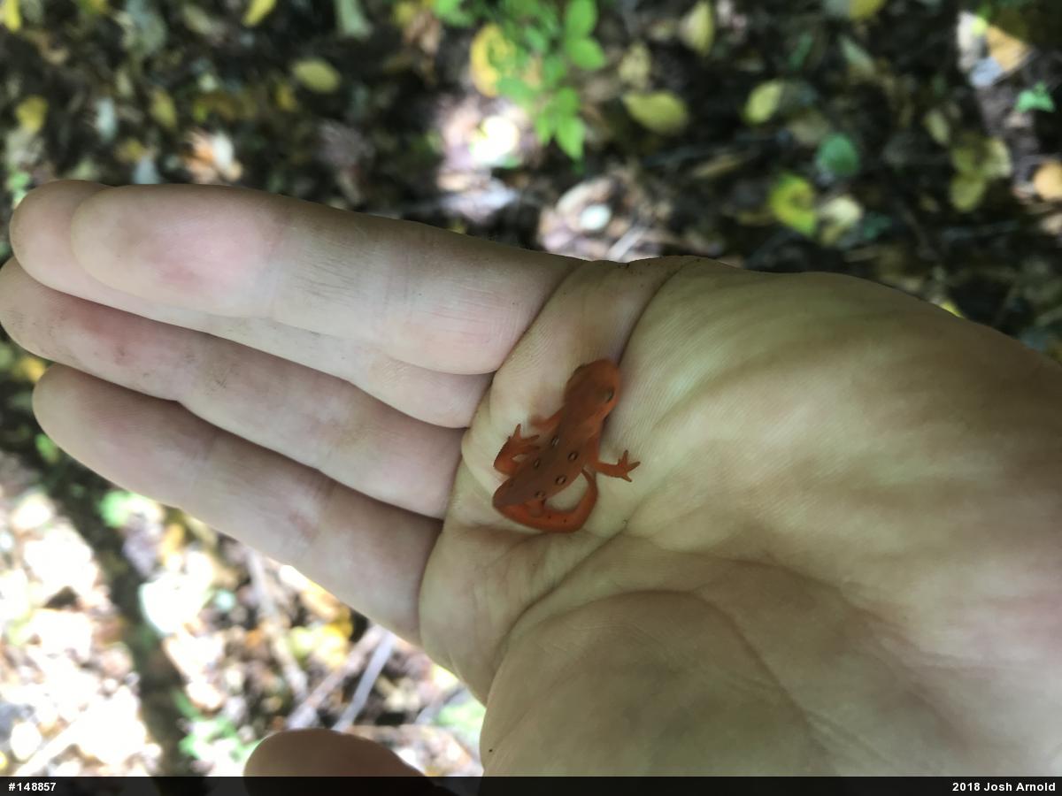 Red-spotted Newt