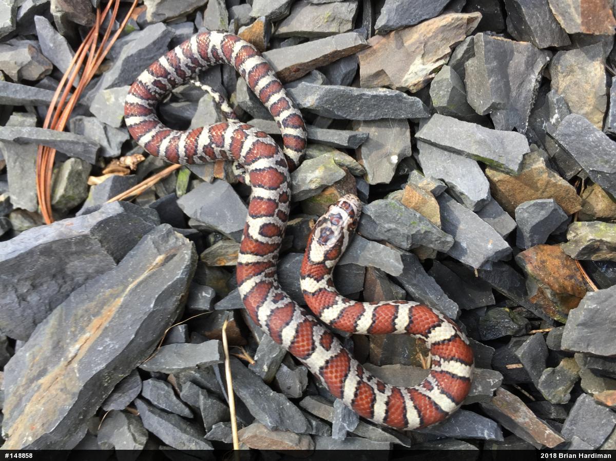 Eastern Milksnake