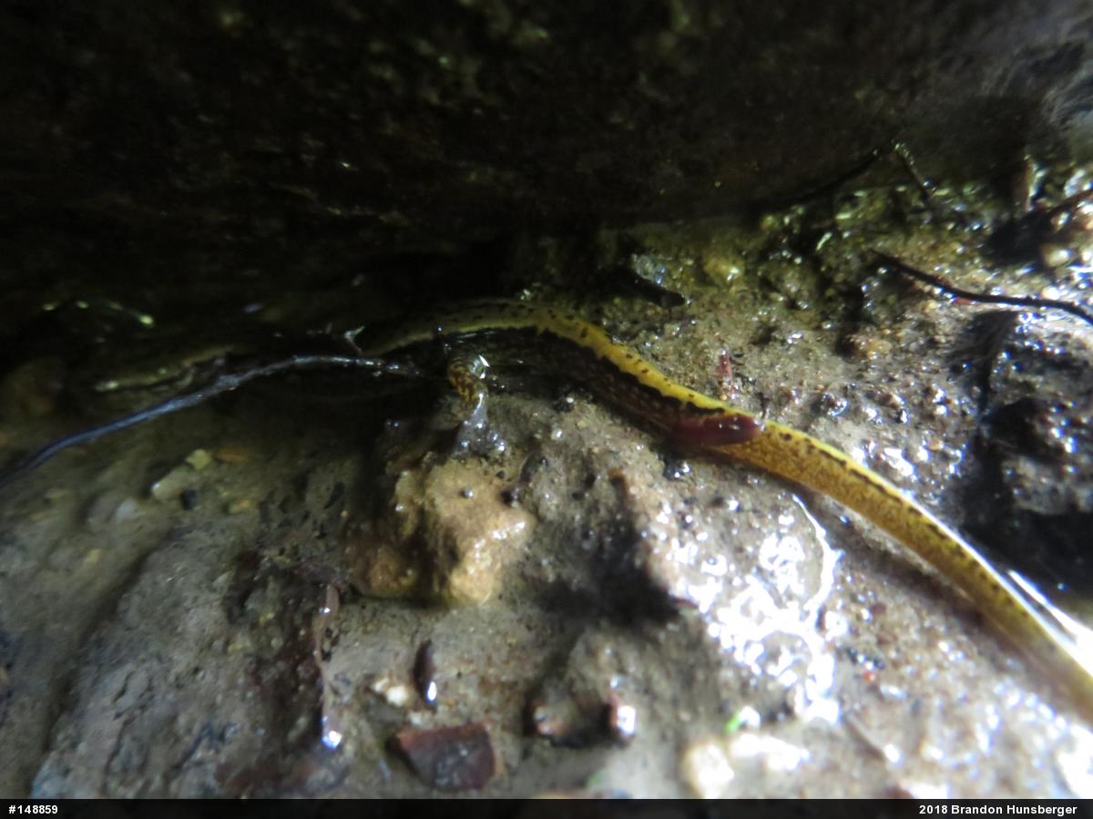 Northern Two-lined Salamander