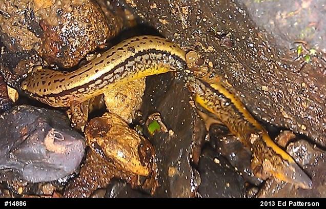 Northern Two-lined Salamander