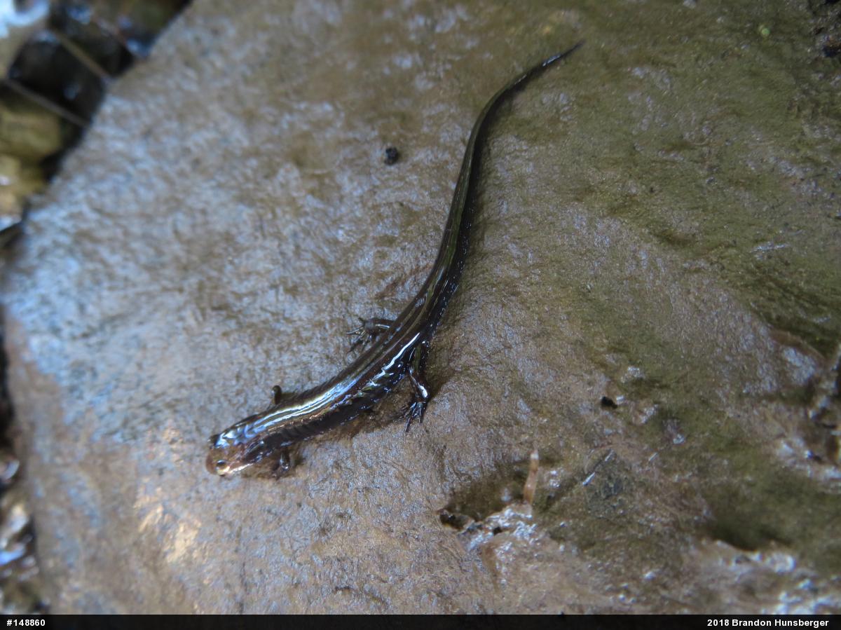 Allegheny Mountain Dusky Salamander