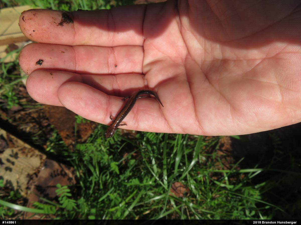 Eastern Red-backed  Salamander
