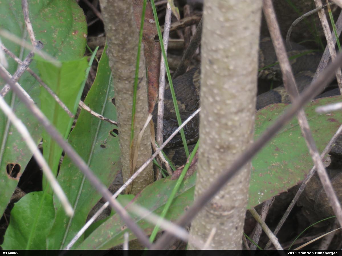 Northern Watersnake