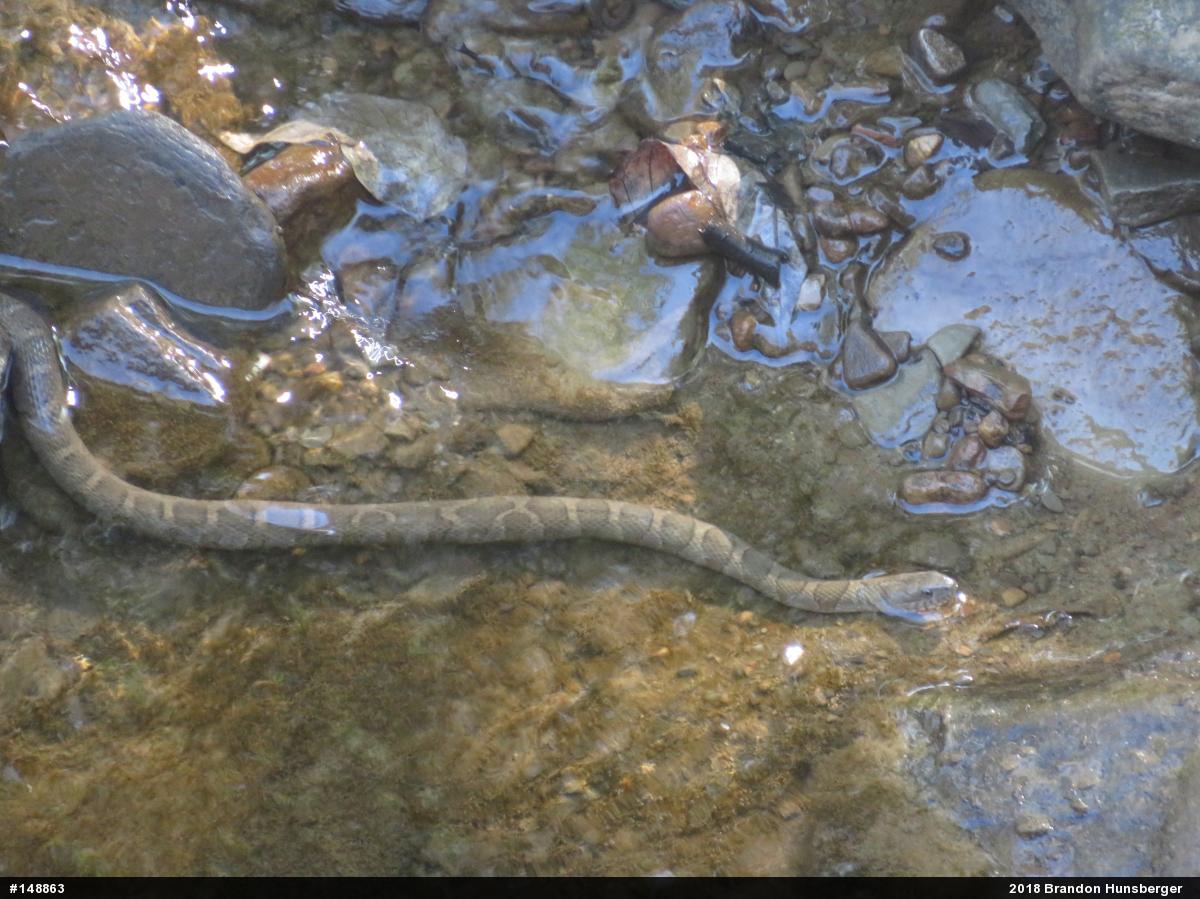 Northern Watersnake