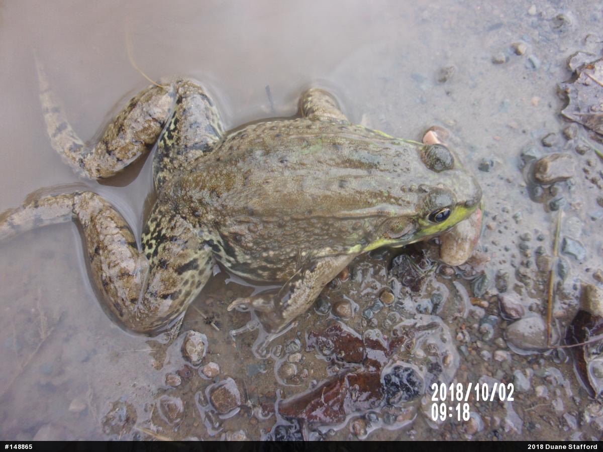 Green Frog