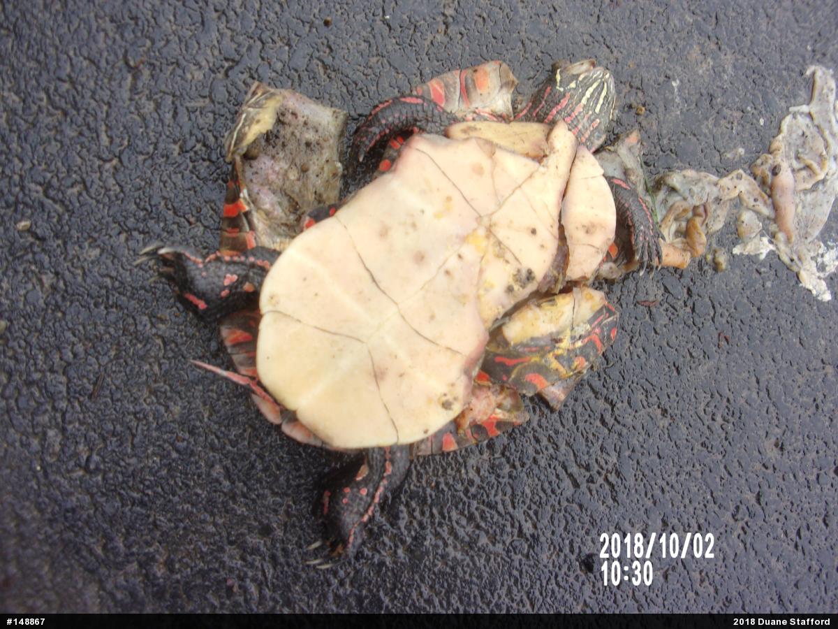 Painted Turtle