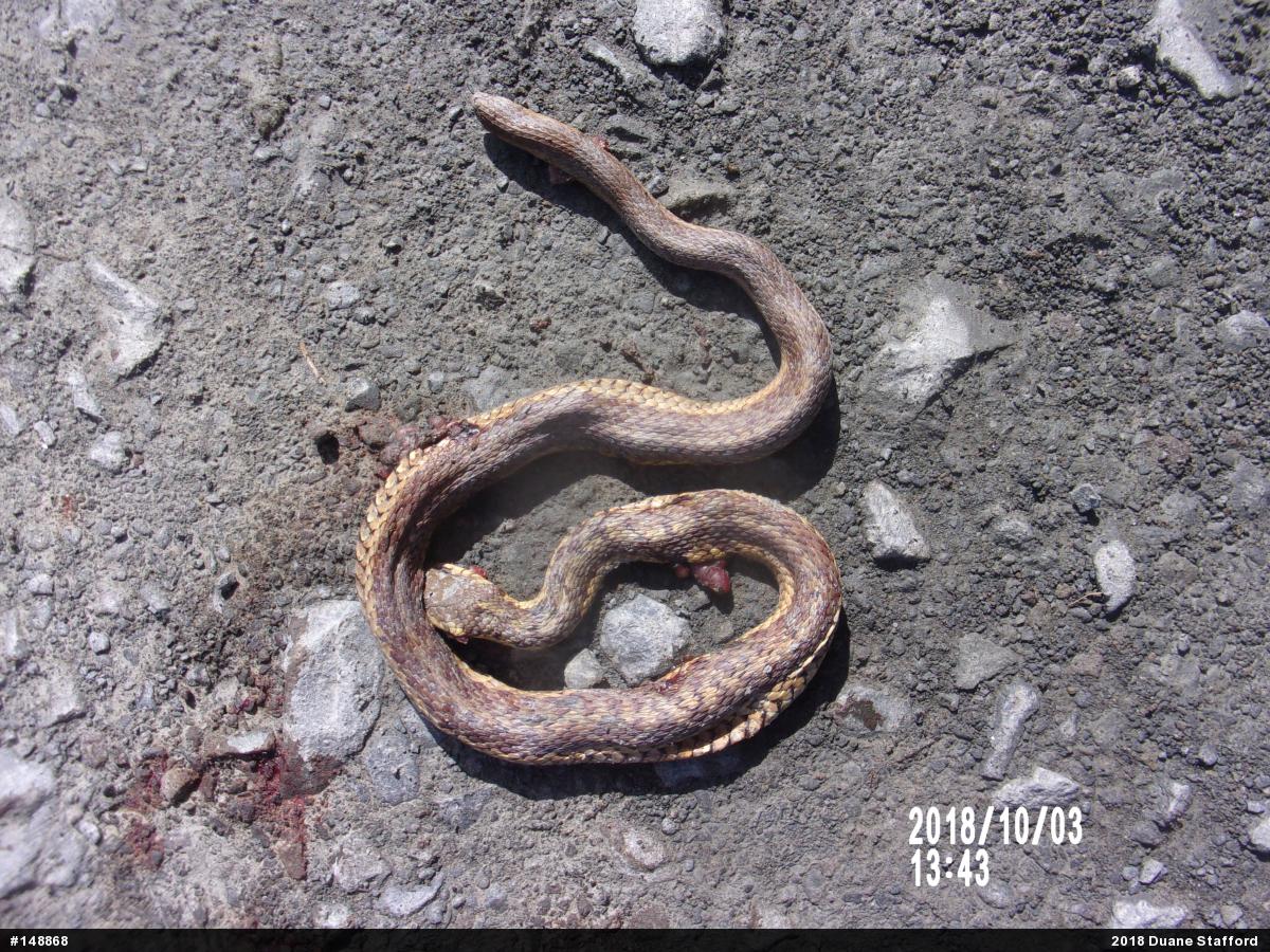 Eastern Gartersnake