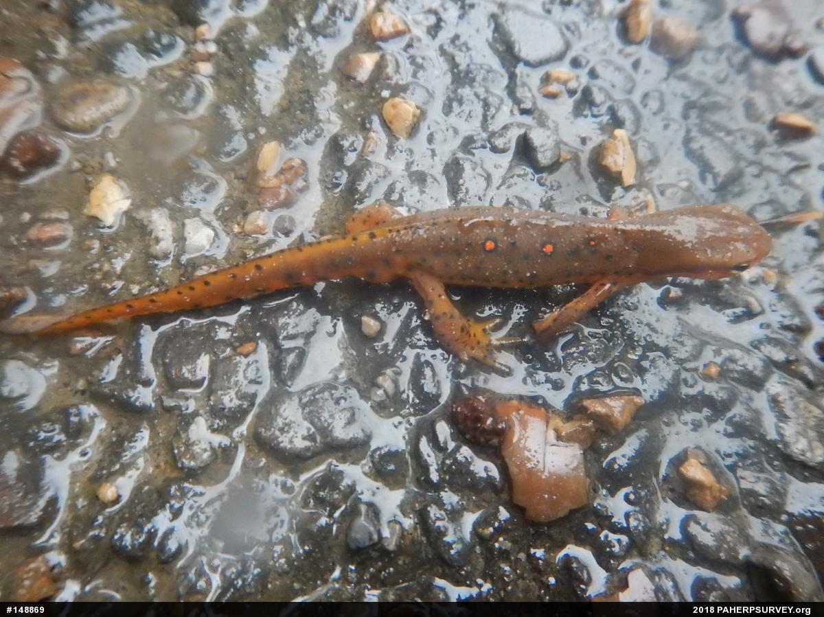 Red-spotted Newt