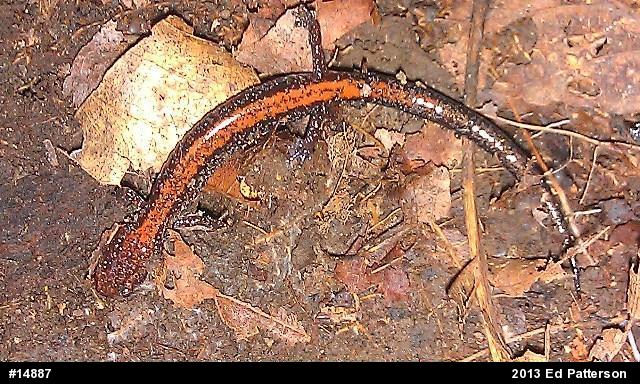 Eastern Red-backed  Salamander