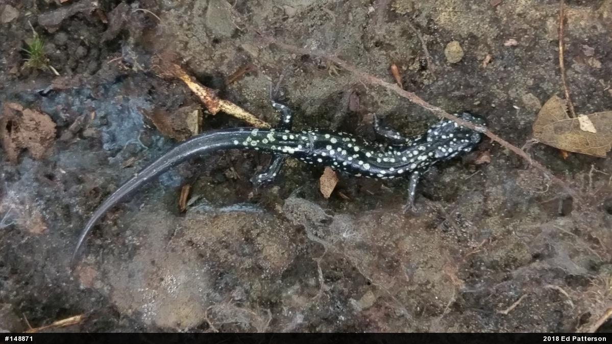 Northern Slimy Salamander