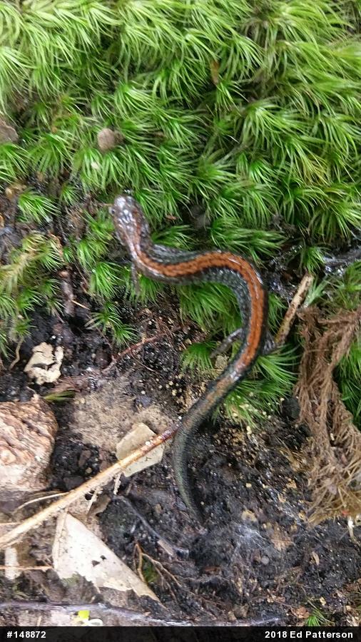 Eastern Red-backed  Salamander