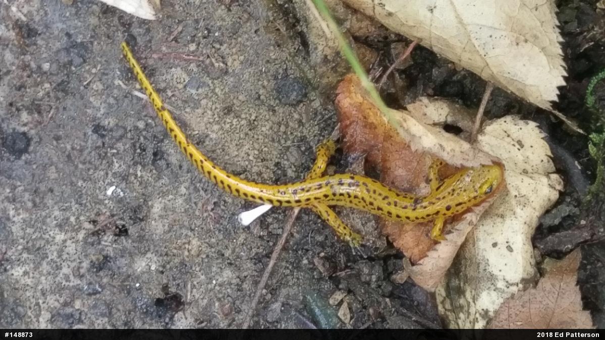Eastern Long-tailed Salamander