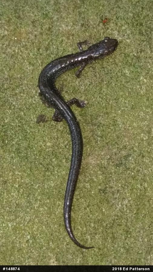 Valley And Ridge Salamander