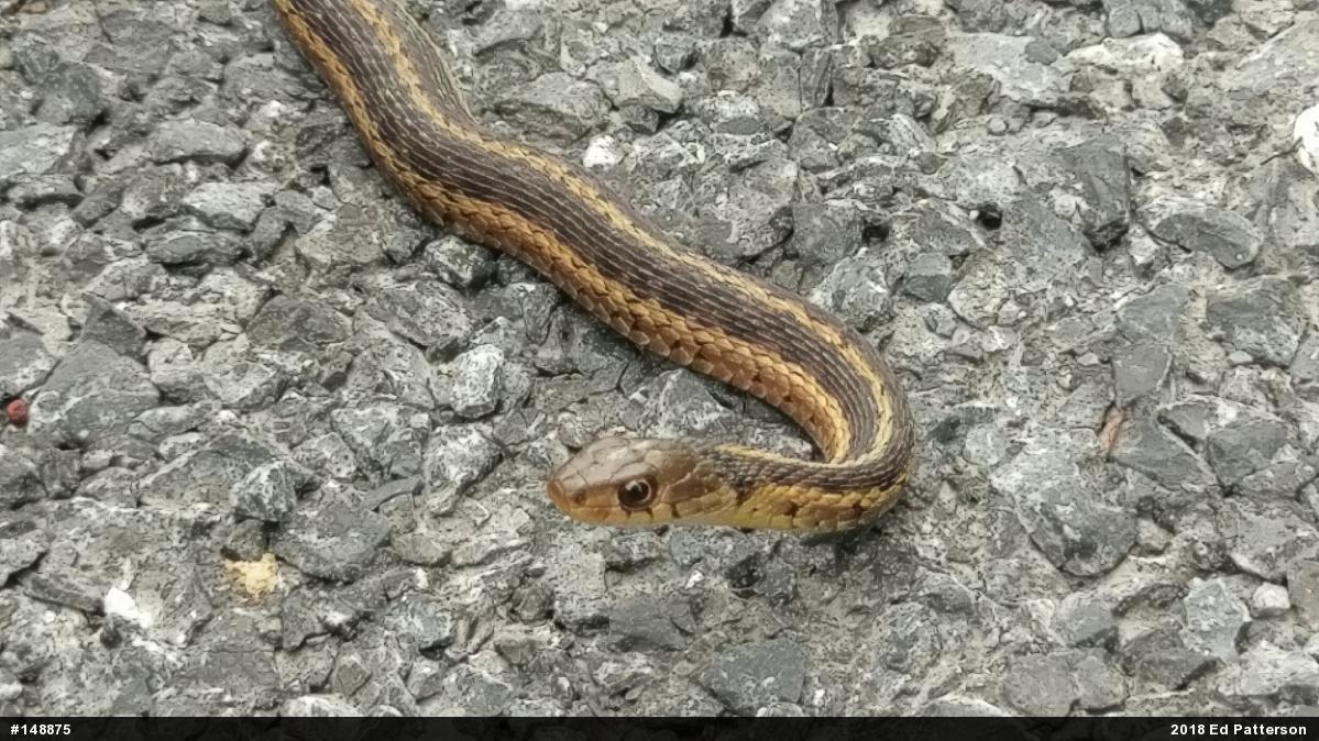 Eastern Gartersnake