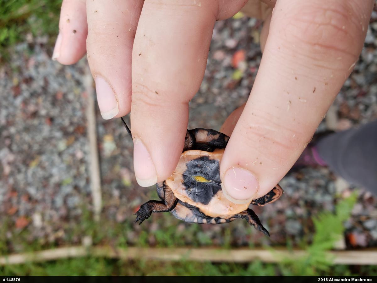 Spotted Turtle