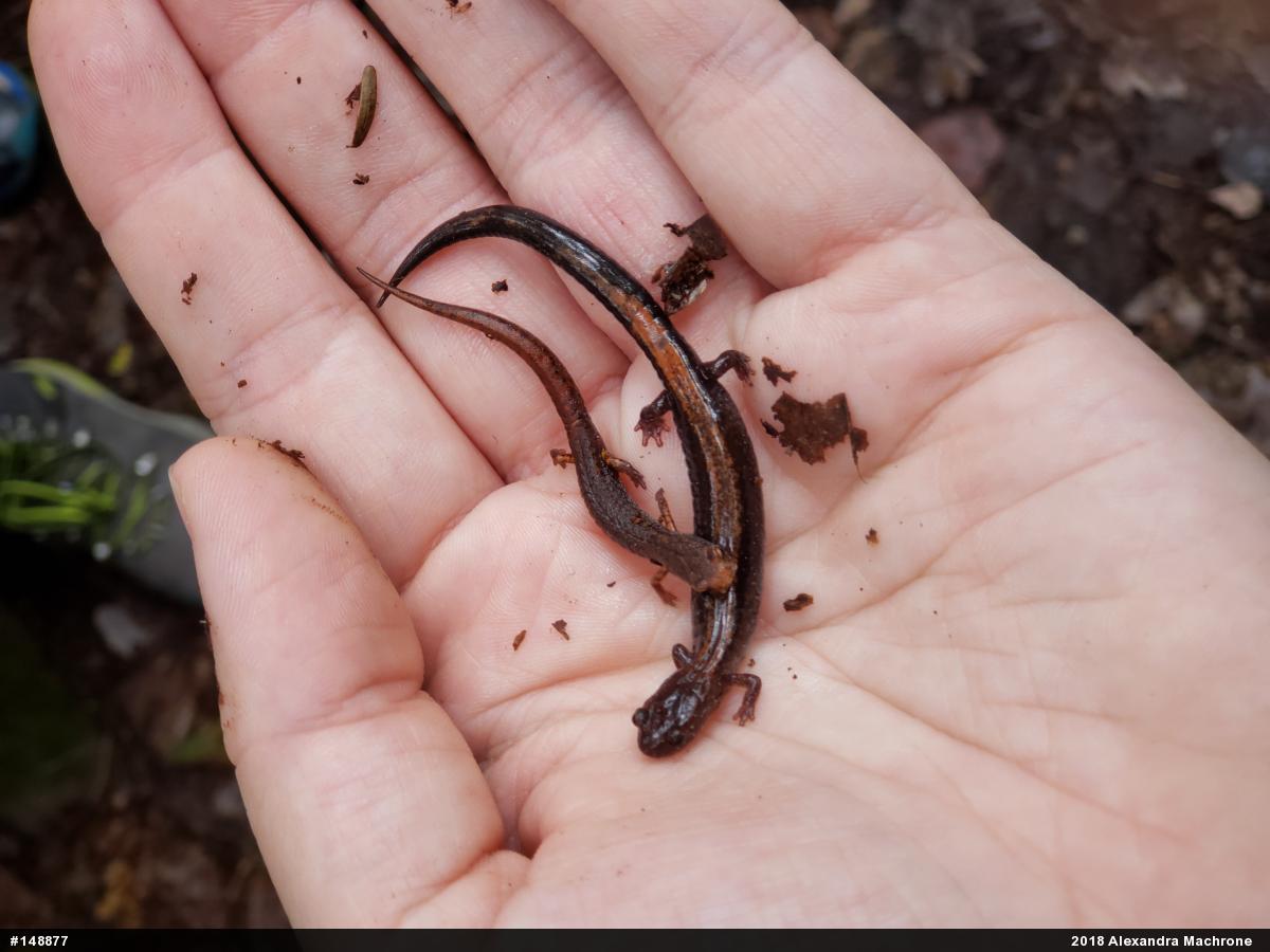 Four-toed Salamander