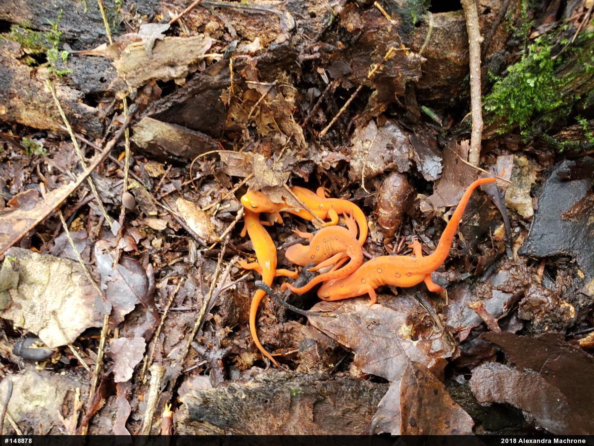 Red-spotted Newt