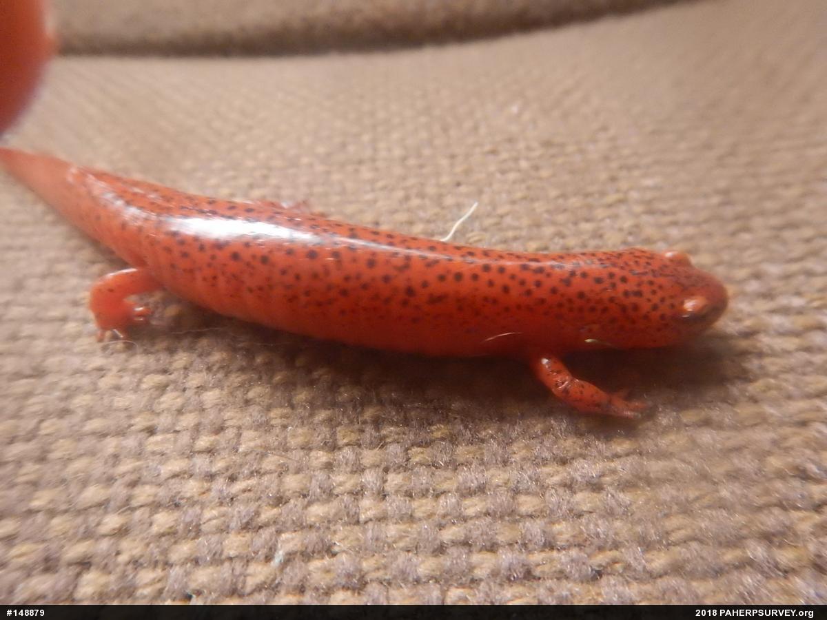 Northern Red Salamander