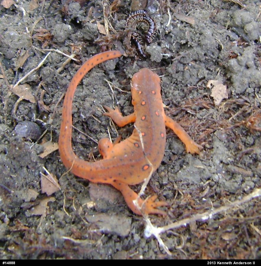 Red-spotted Newt
