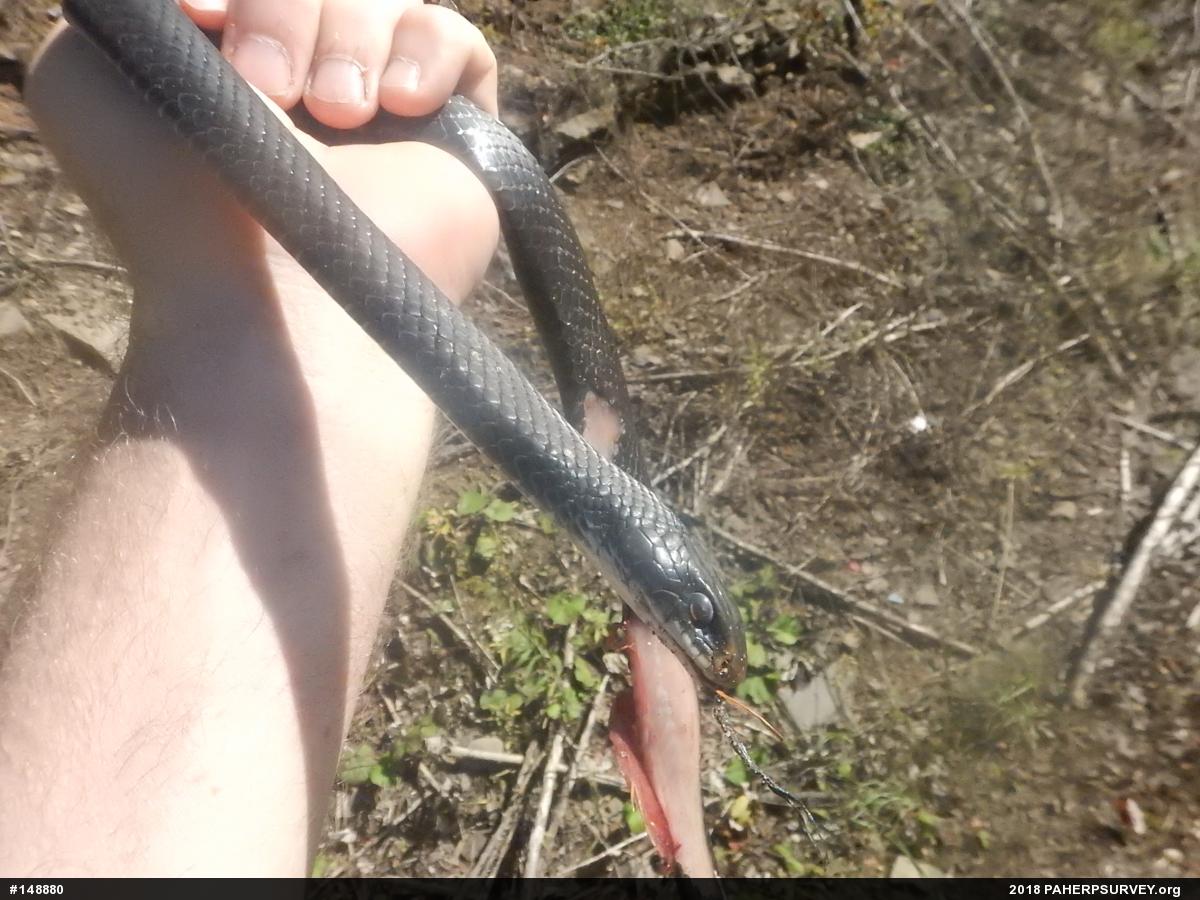 Northern Black Racer
