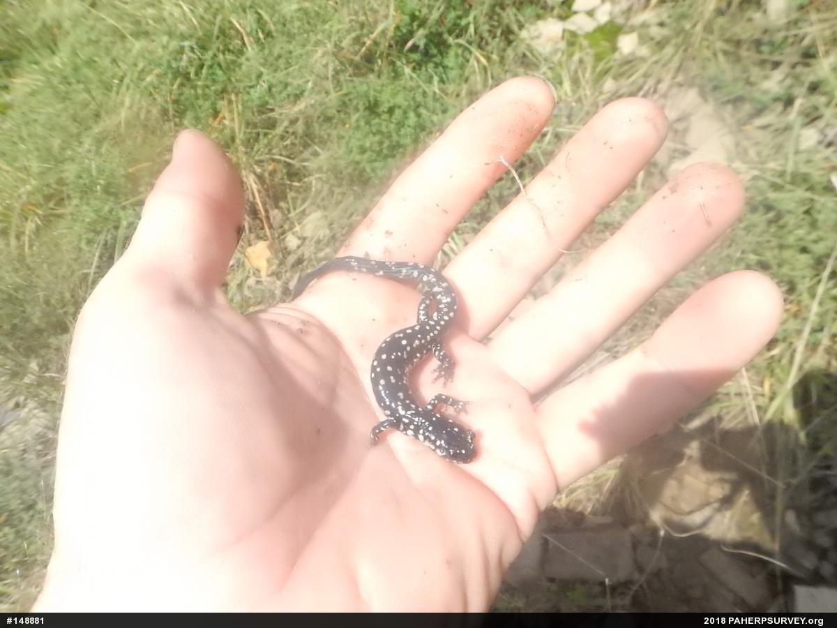 Northern Slimy Salamander