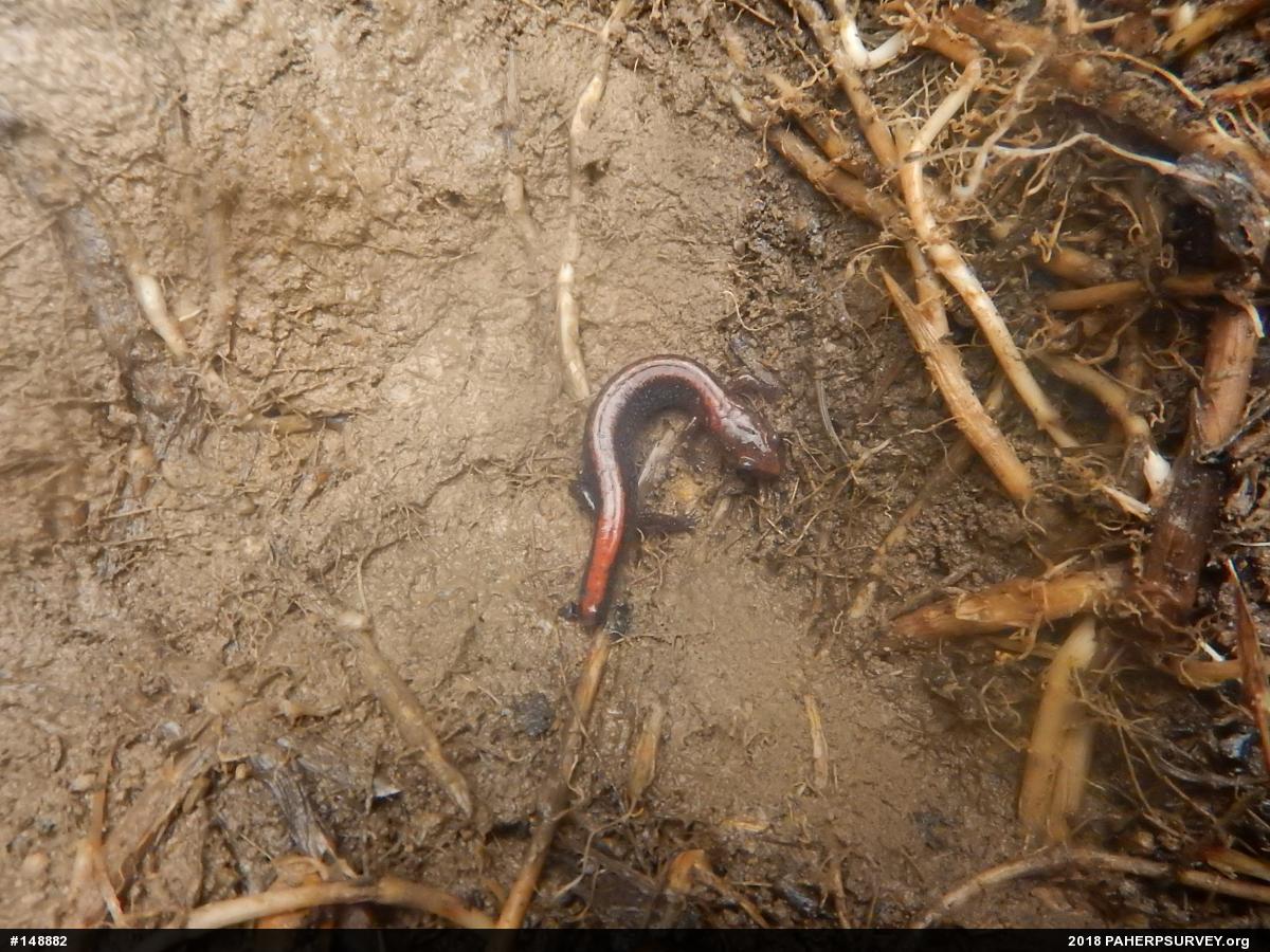 Eastern Red-backed  Salamander