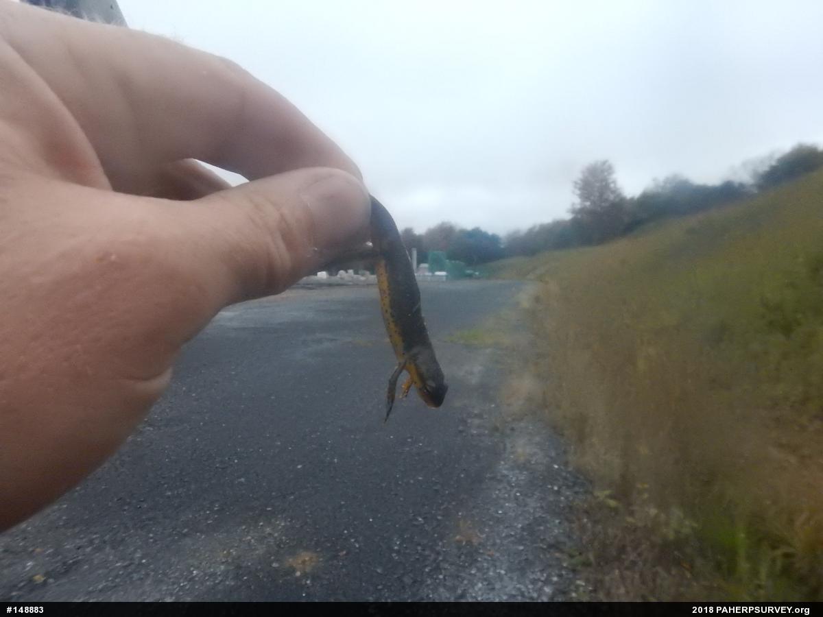 Red-spotted Newt