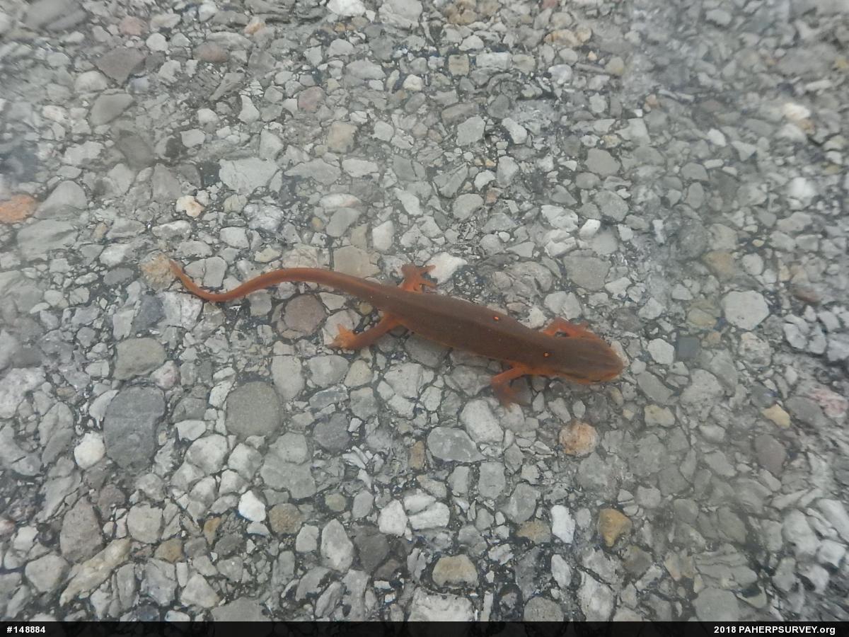 Red-spotted Newt