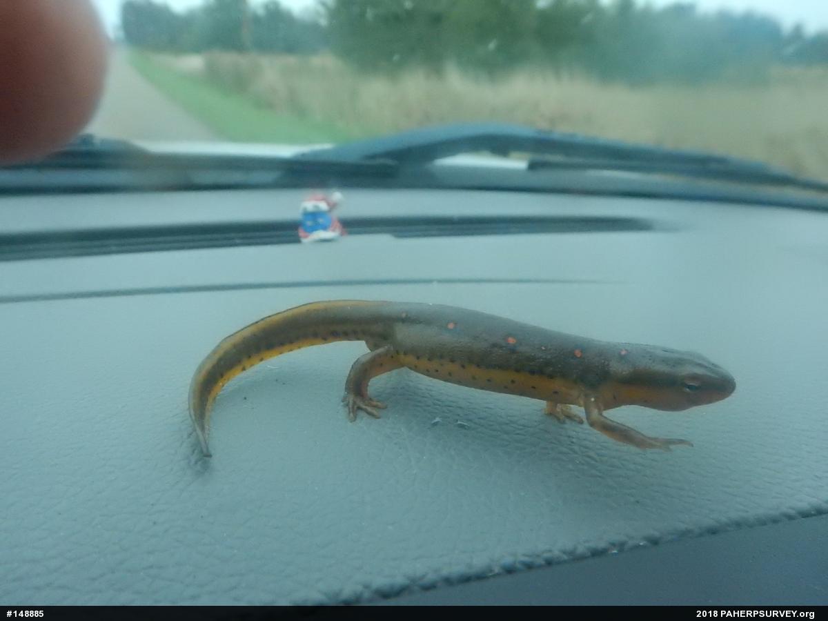 Red-spotted Newt