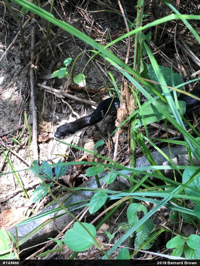 Eastern Ratsnake