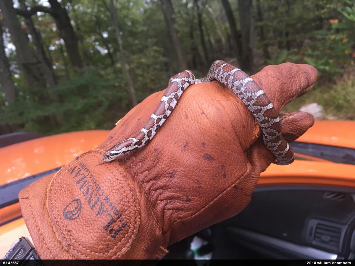 Eastern Milksnake